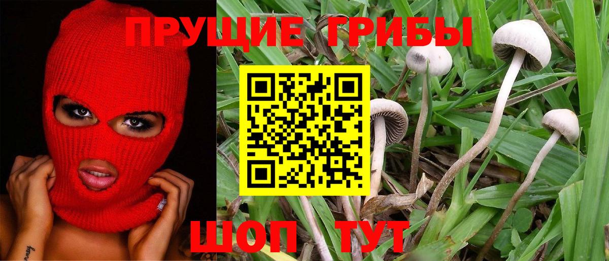 Псилоцибиновые грибы мухоморы Тверь
